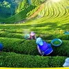 Le Festival du thé de Dai Tu déploie ses essences et saveurs 