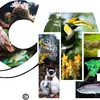 Le Vietnam organisera la 3e conférence sur le trafic d’espèces sauvages