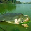 La légendaire tortue géante de Hoàn Kiêm sera conservée 