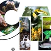 Arrêt provisoire des activités liées au CITES avec le Laos