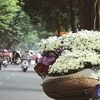 Fleurs des quatre saisons à Hanoi