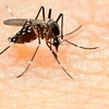 Virus Zika : le Vietnam renforce les mesures préventives