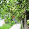 La saison des fleurs de pamplemoussier