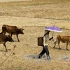 Le Vietnam s'emploie à faire face à la sécheresse et à la salinisation