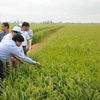 Variétés de riz : Le Vietnam est un marché stratégique de Syngenta en Asie