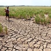 Le Cambodge applique de nombreuses mesures de lutte contre la sécheresse