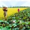 Création du Centre des biotechnologies de la région de Dông Thap Muoi