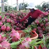 Les exportations vietnamiennes de fruits et légumes poursuivent sur leur lancée