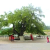 Un barringtonia de 600 ans reconnu "arbre patrimonial​" à Vinh Phuc 