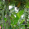 La bananiculture gagne du terrain à Hung Yên