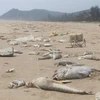 Incident Formosa: mesures de rétablissement de l’écologie marine