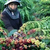 Les exportations de café atteindront 1,5 million de tonnes en 2016