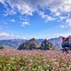 Ha Giang prête pour la 2e fête des fleurs de sarrasin