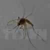 Ho Chi Minh-Ville : découverte de 6 nouveaux cas de virus Zika 