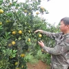 Hoa Binh : ​ouverture de la 2e Fête des oranges de Cao Phong