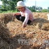 Dans la province de Dông Thap, où champignon rime avec million
