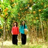 Dans la province de Dông Thap : le royaume des mandarines roses