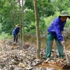 Le Vietnam continue de développer des projets de caoutchouc au Cambodge