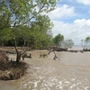 Tien Giang: l'érosion s'aggrave dans les zones côtières
