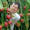 Le fruit du dragon frais vietnamien obtient son visa pour le Japon
