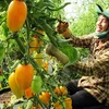 Le secteur agricole du Vietnam séduit les investisseurs japonais 