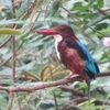 Un projet pour protéger les oiseaux aquatiques rares au parc national Ben En