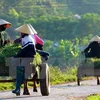 L’IFAD accordera 43 millions de dollars pour soutenir des foyers paysans vietnamiens