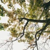 Une Hanoï romantique pendant la saison des arbres à feuilles caduques