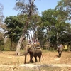 Yok Don préserve en urgence les éléphants de forêt