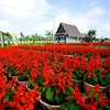 Escapade à Sa Dec, le grand jardin floral du Delta du Mékong 