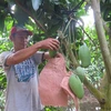 Fruits et légumes : le Vietnam vise 3 milliards de dollars d'exportations en 2017
