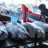 Chine et Vietnam accélèrent le développement durable de la pêche dans le golfe du Bac Bo