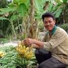 Cân Tho cherche à exporter ses bananes vers la R. de Corée