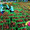 Croissance exceptionnelle pour les exportations de fruits et légumes