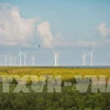Bac Lieu travaille avec des investisseurs dans l’énergie éolienne
