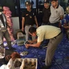 Thaïlande : bébés orangs-outans et tortues sauvés de la contrebande