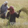 Le Bangladesh va acheter un million de tonnes de riz au Cambodge