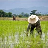 Thaïlande : de nouvelles initiatives pour assister les agriculteurs