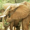 Des efforts conjoints ont été demandés pour protéger les derniers éléphants sauvages au Vietnam
