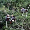 Un primate rare remis au Parc national de Cuc Phuong