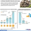 [Infographie] Le Vietnam intensifie l’achat de noix de cajou
