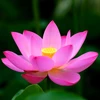 Dông Thap est prêt pour la Fête des fleurs de lotus 