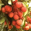 Aide australienne dans l’amélioration de la qualité et de la valeur des fruits et légumes