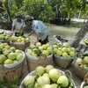 Bond des exportations nationales de fruits et légumes