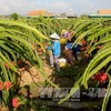 Le Vietnam exporte pour la première fois des pitayas en Australie