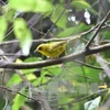 La réserve naturelle de Xuân Liên protège ses espèces d’oiseaux rares et menacés