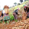 Plus de 80% du volume de manioc du Vietnam exporté en Chine