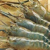 Une forte croissance est prévue pour les exportations de crevettes