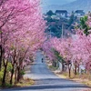 Da Lat à la saison de la floraison des abricotiers-cerisiers (Mai anh dao)