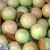 Une décennie d’efforts pour exporter des pommes étoilées vers les États-Unis